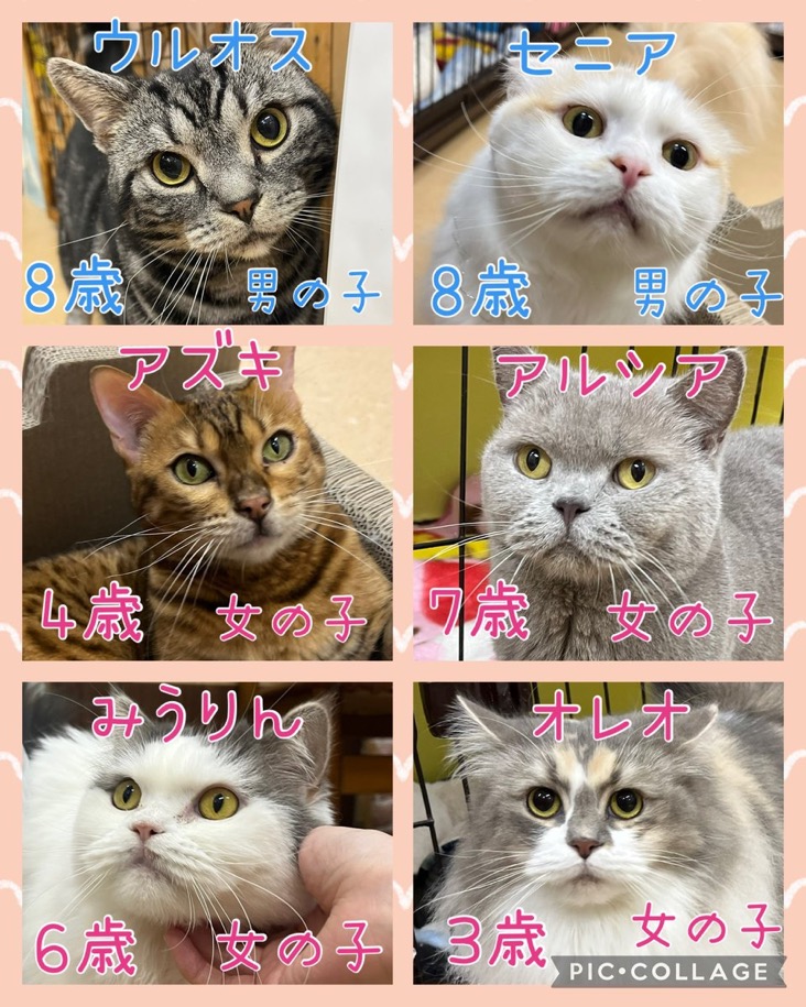 🐾今日の里親様募集中ニャンコ😺メンバーです🐾2025,4,26【保護犬カフェ天神橋店】