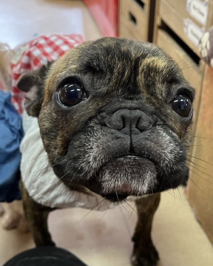【運命の赤い糸見〜つけた❤️フレンチブルドッグのミャーオちゃん💕】2025,4,26【保護犬カフェ天神橋店】
