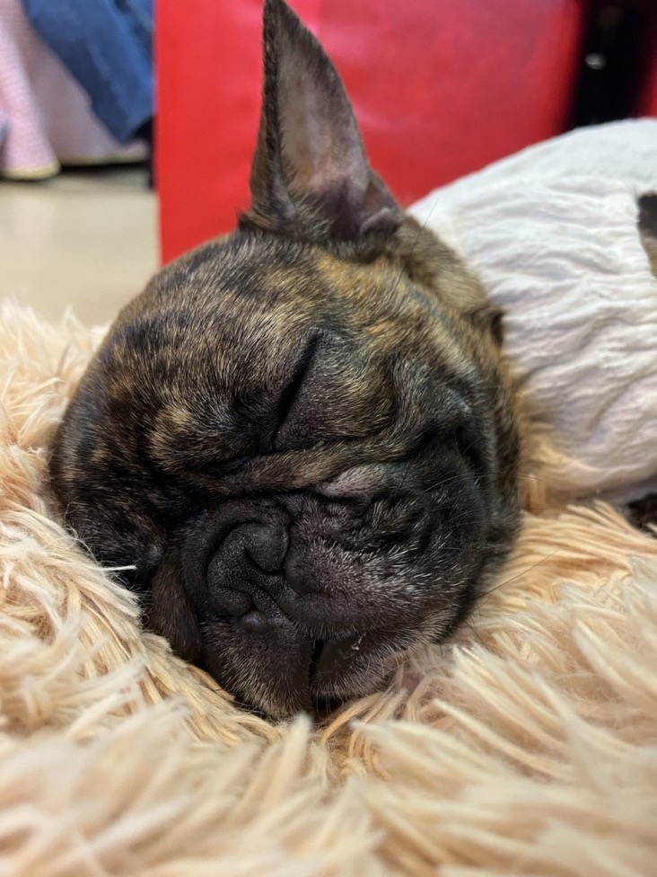 【運命の赤い糸見〜つけた❤️フレンチブルドッグのミャーオちゃん💕】2025,4,26【保護犬カフェ天神橋店】