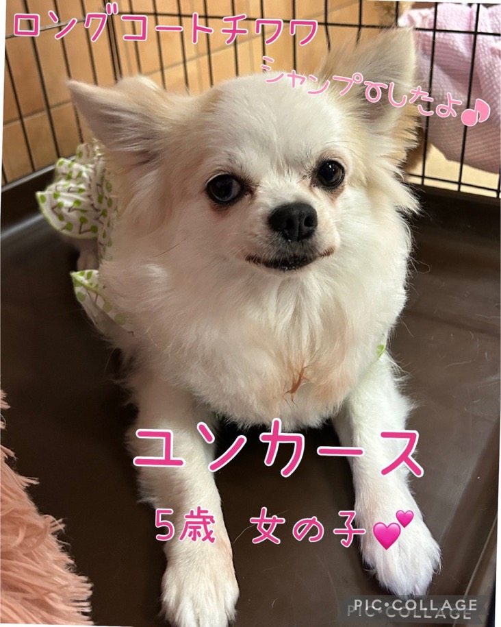 🐾里親様募集中🐾ロングコートチワワのユンカースちゃん💕2025,6,2【保護犬カフェ天神橋店】