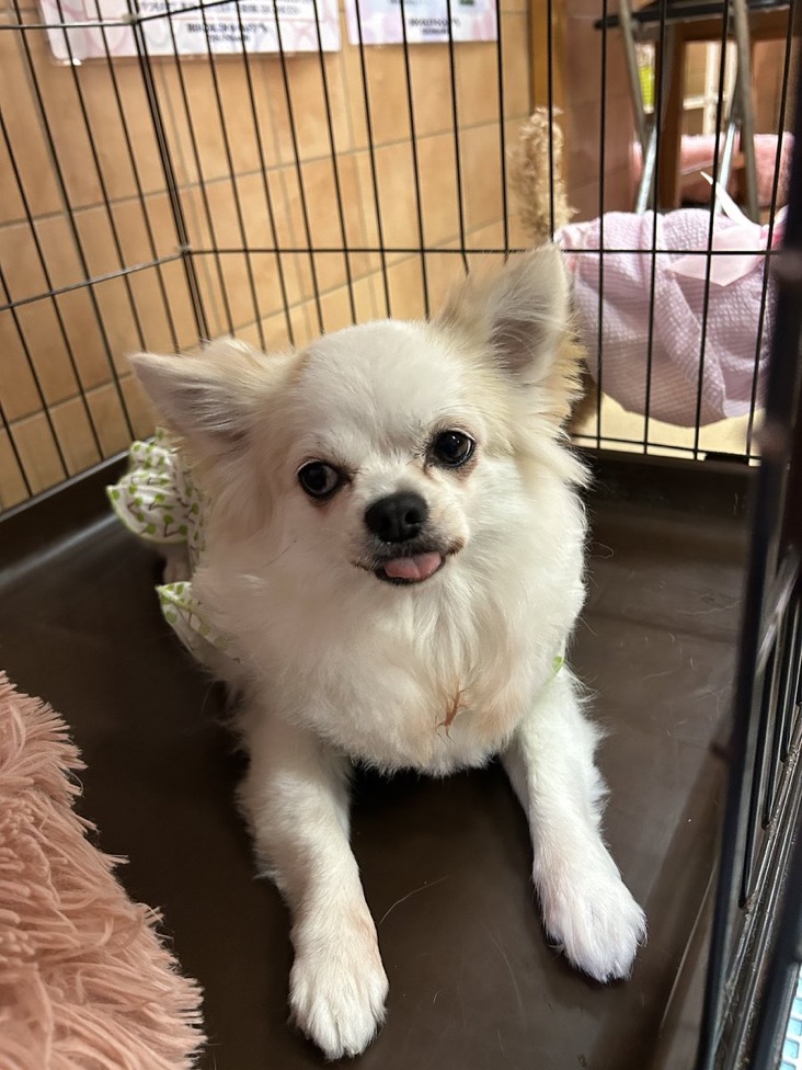 🐾里親様募集中🐾ロングコートチワワのユンカースちゃん💕2025,6,2【保護犬カフェ天神橋店】