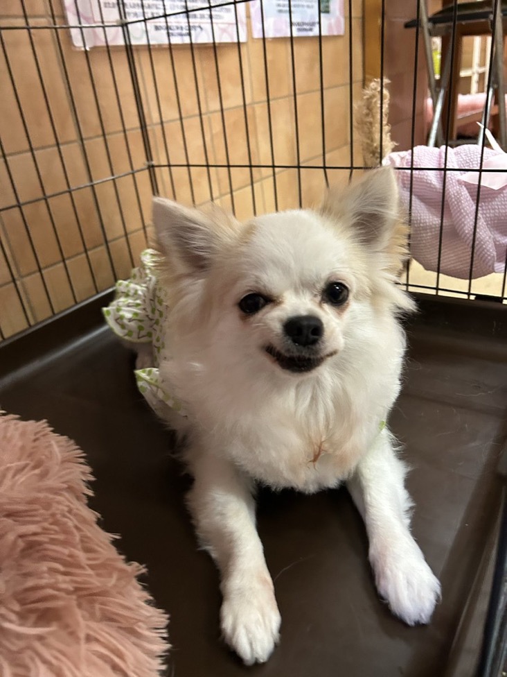 🐾里親様募集中🐾ロングコートチワワのユンカースちゃん💕2025,6,2【保護犬カフェ天神橋店】