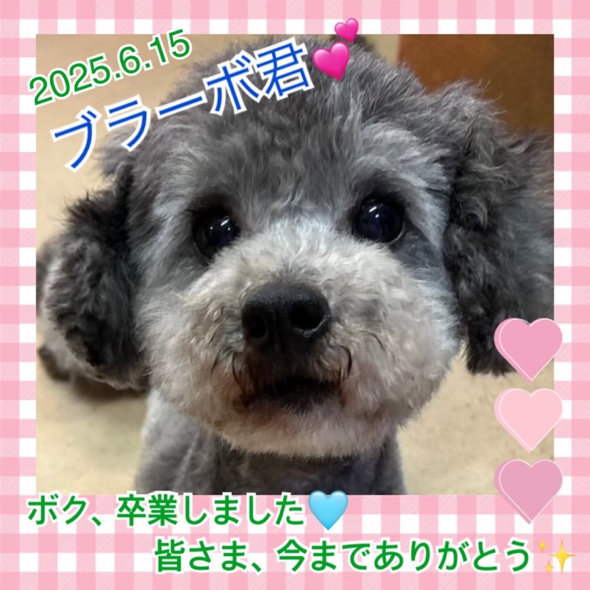★ブラーボ★2025,6,5ー2025,6,15【保護犬カフェ天神橋店】