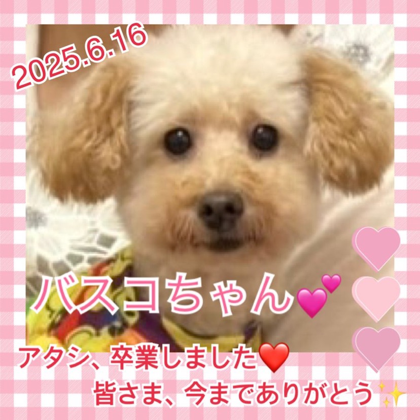 ★バスコ★2025,3,10ー2025,6,16【保護犬カフェ天神橋店】