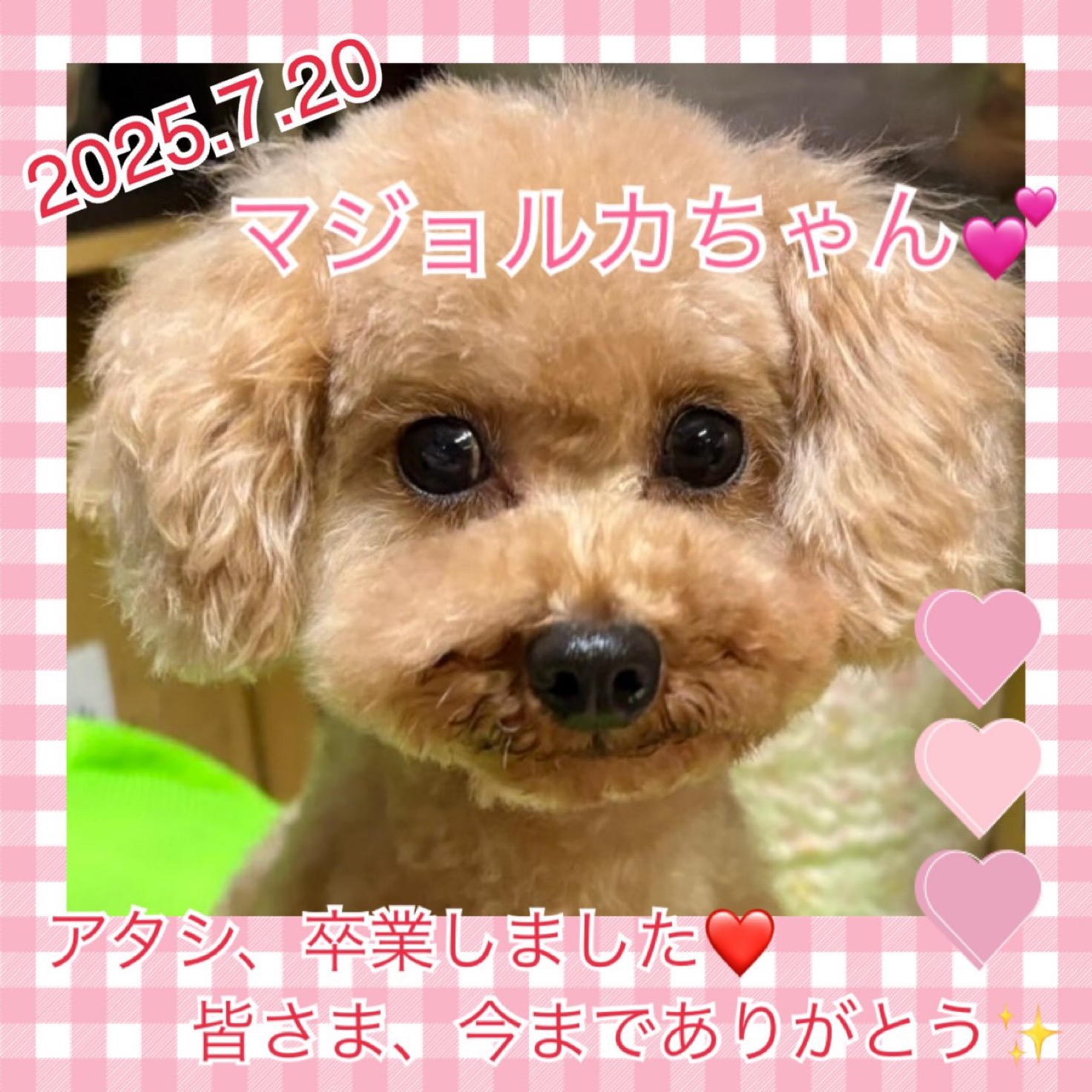 ★マジョルカ★2025,2,17ー2025,7,20【保護犬カフェ天神橋店】
