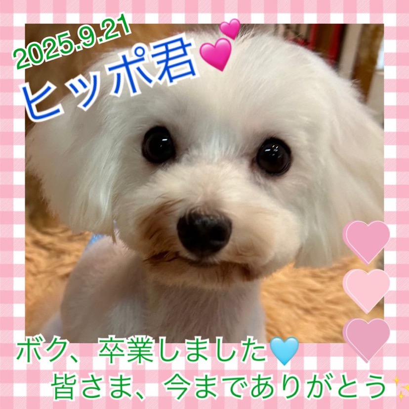 ★ヒッポ★2024,11,5ー2025,9,21【保護犬カフェ天神橋店】
