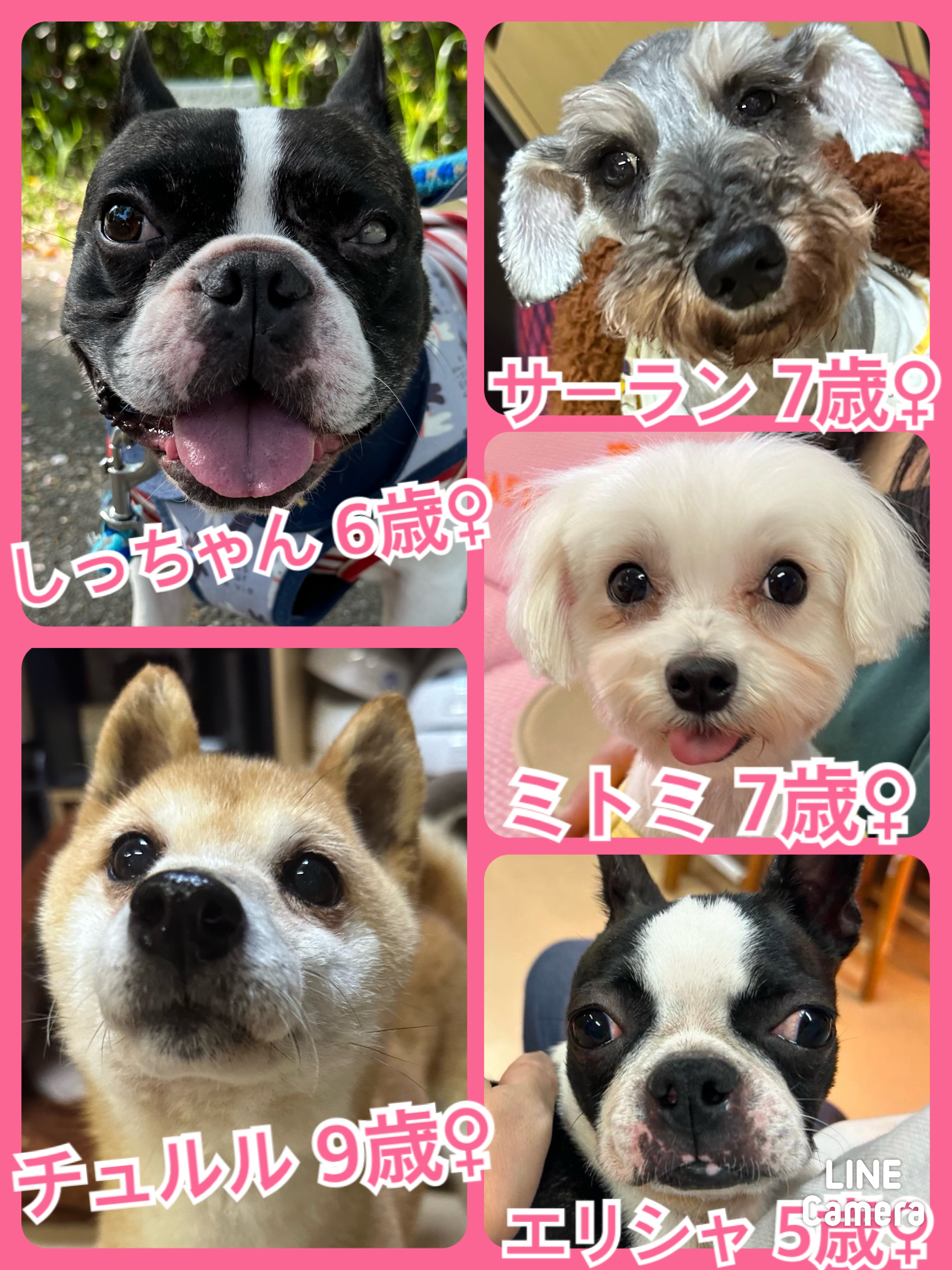 🐾今日の里親様募集中ワンコ🐶メンバーです🐾2024,4,27【保護犬カフェ天神橋店】