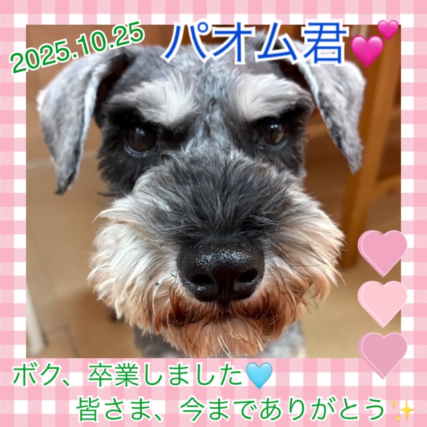 ★パオム★2025,10,21ー2025,10,25【保護犬カフェ天神橋店】