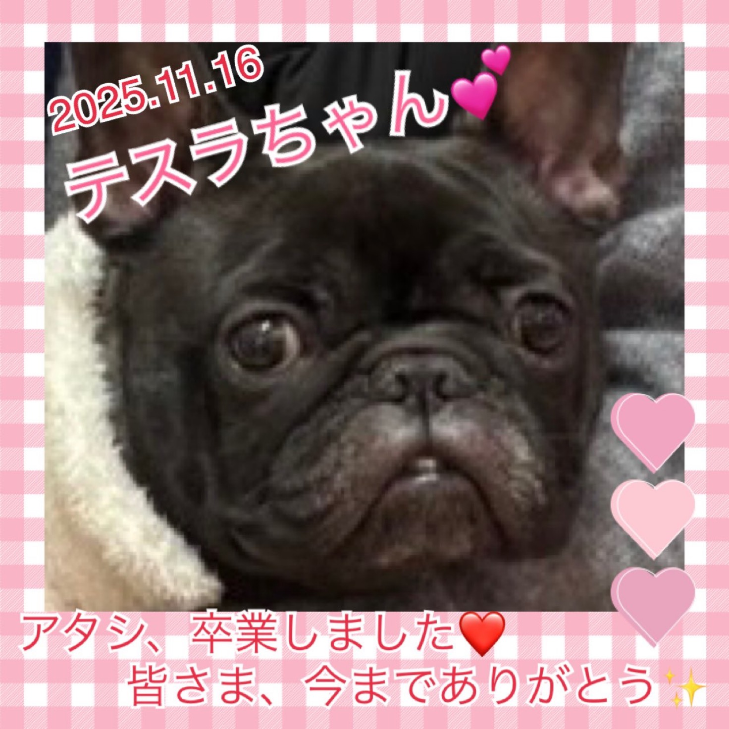 ★テスラ★2025,11,10ー2025,11,16【保護犬カフェ天神橋店】