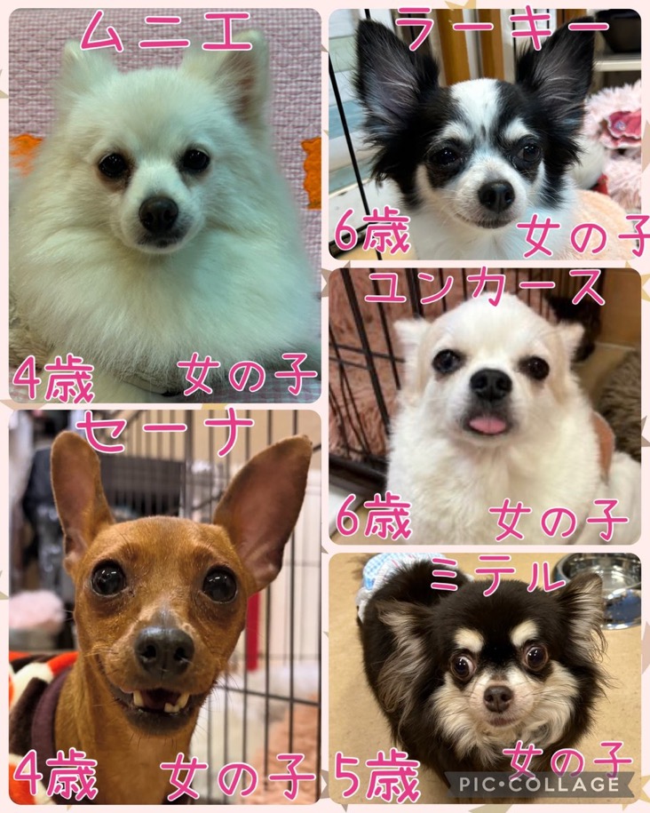 🐾今日の里親様募集中ワンコ🐶メンバーです🐾2025,12,13【保護犬カフェ天神橋店】