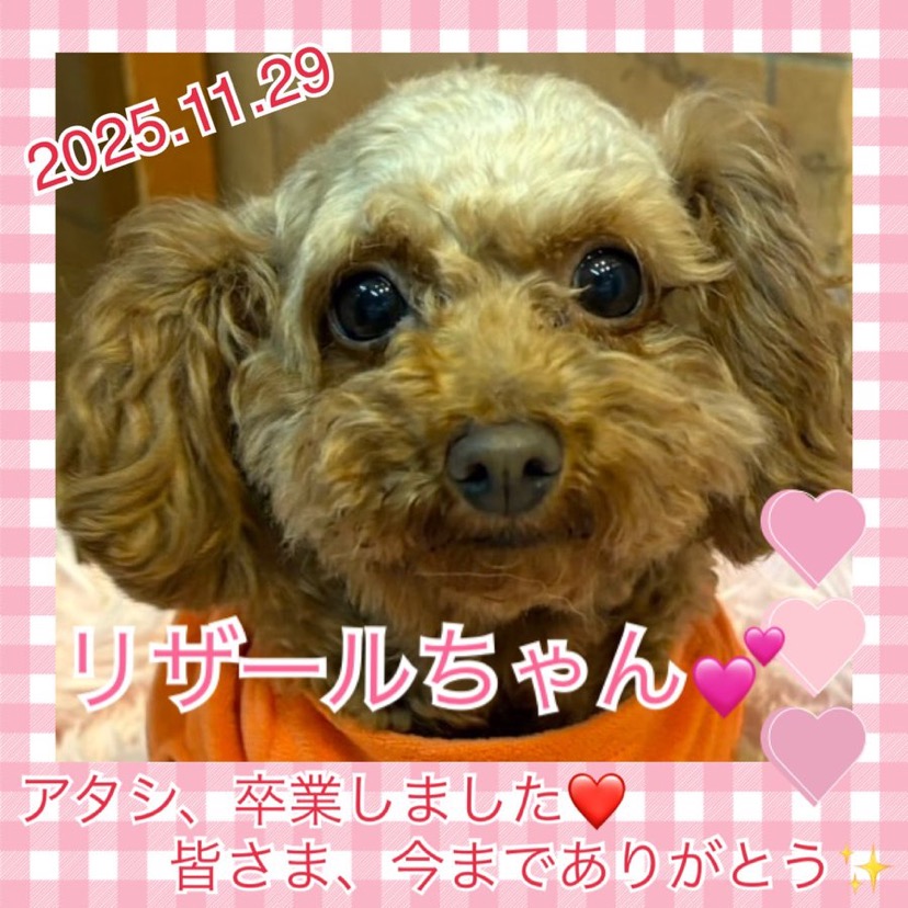 ★リザール★2025,7,1ー2025,11,29【保護犬カフェ天神橋店】