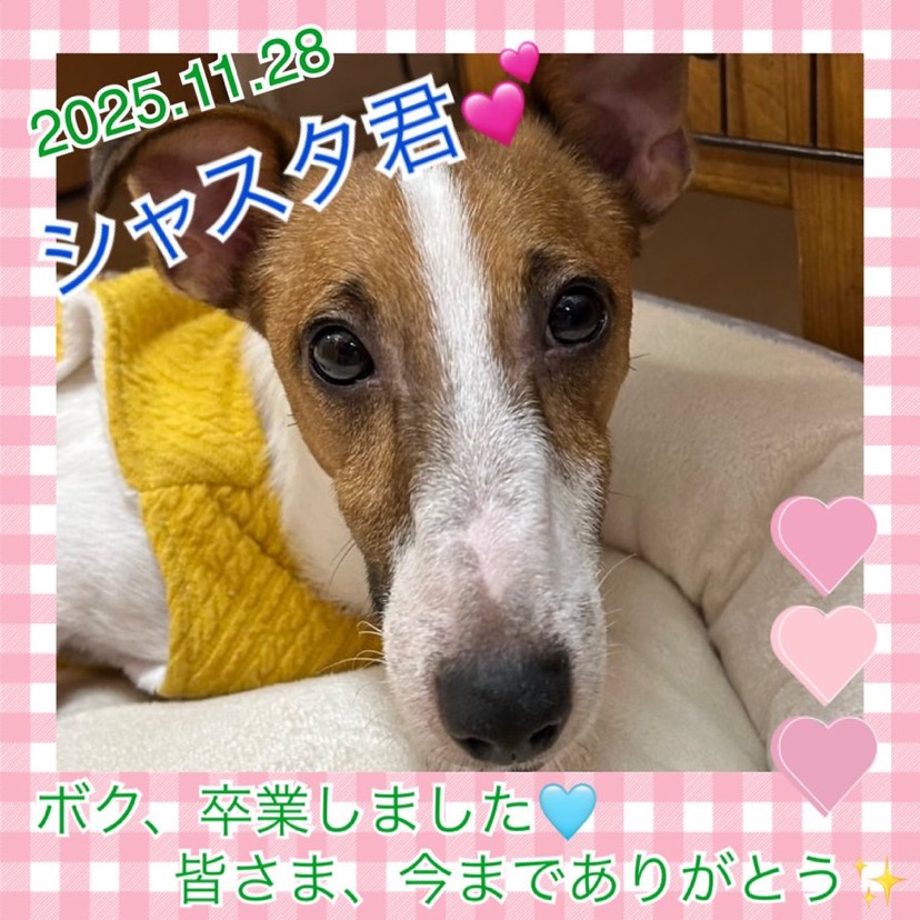 ★シャスタ★2025,9,25ー2025,11,28【保護犬カフェ天神橋店】