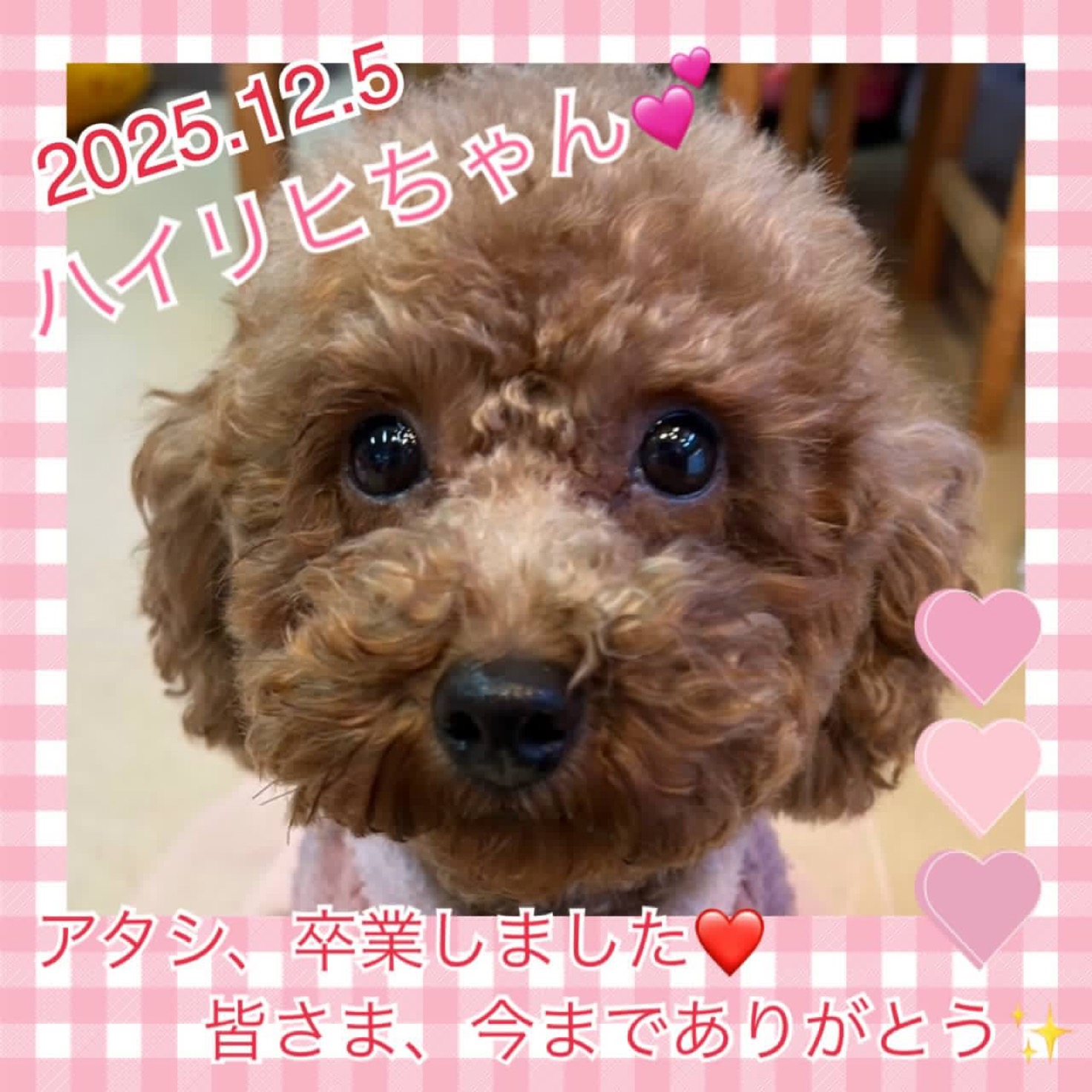 ★ハイリヒ★★2025,11,25ー2025,12,5【保護犬カフェ天神橋店】