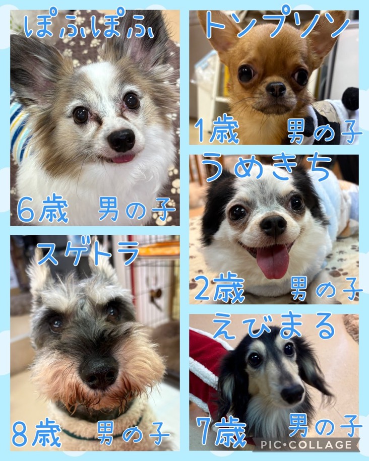 🐾今日の里親様募集中ワンコ🐶メンバーです🐾2025,12,13【保護犬カフェ天神橋店】