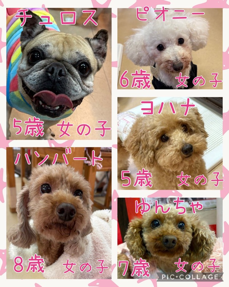 🐾今日の里親様募集中ワンコ🐶メンバーです🐾2025,12,13【保護犬カフェ天神橋店】