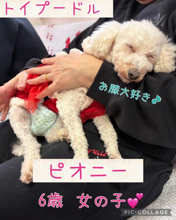 🐾里親様募集中🐾トイプードルのピオニーちゃん💕2025,12,13【保護犬カフェ天神橋店】