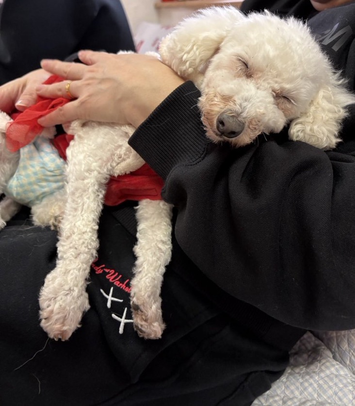 🐾里親様募集中🐾トイプードルのピオニーちゃん💕2025,12,13【保護犬カフェ天神橋店】