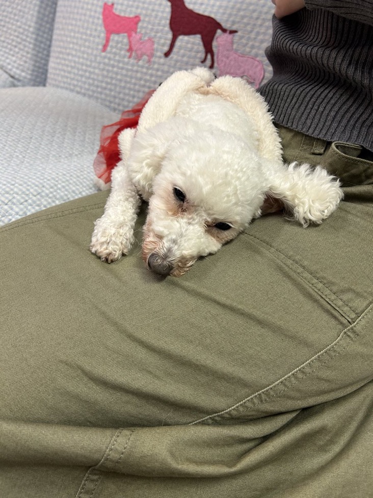 🐾里親様募集中🐾トイプードルのピオニーちゃん💕2025,12,13【保護犬カフェ天神橋店】