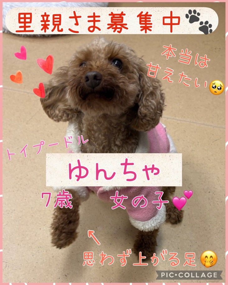 🐾里親様募集中🐾トイプードルのゆんちゃちゃん💕2025,12,20【保護犬カフェ天神橋店】