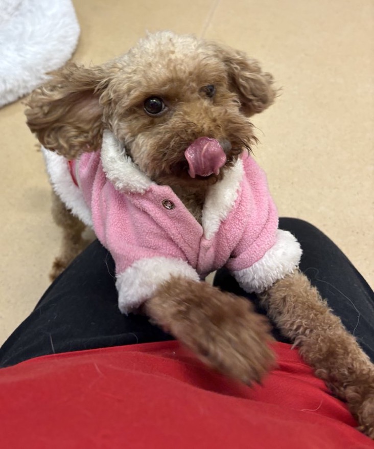 🐾里親様募集中🐾トイプードルのゆんちゃちゃん💕2025,12,20【保護犬カフェ天神橋店】