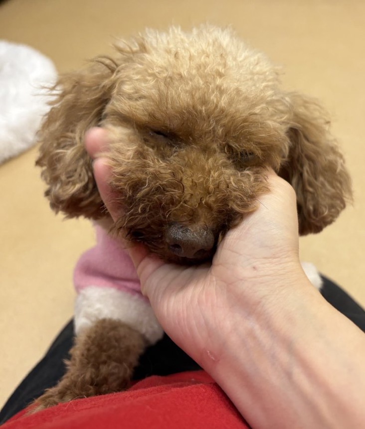 🐾里親様募集中🐾トイプードルのゆんちゃちゃん💕2025,12,20【保護犬カフェ天神橋店】