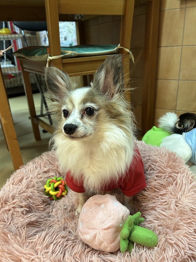 🐾里親様募集中🐾 ぽふのFIGHT日記💪2025,12,20【保護犬カフェ天神橋店】