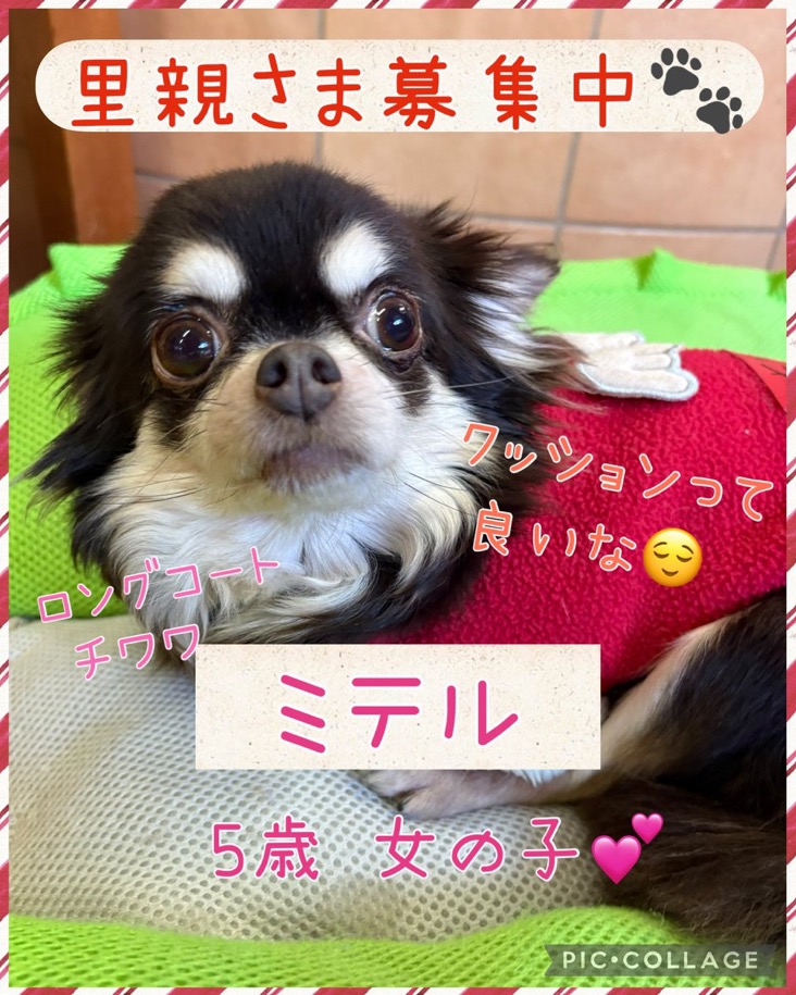 🐾里親様募集中🐾ロングコートチワワのミテルちゃん💕2025,12,22【保護犬カフェ天神橋店】