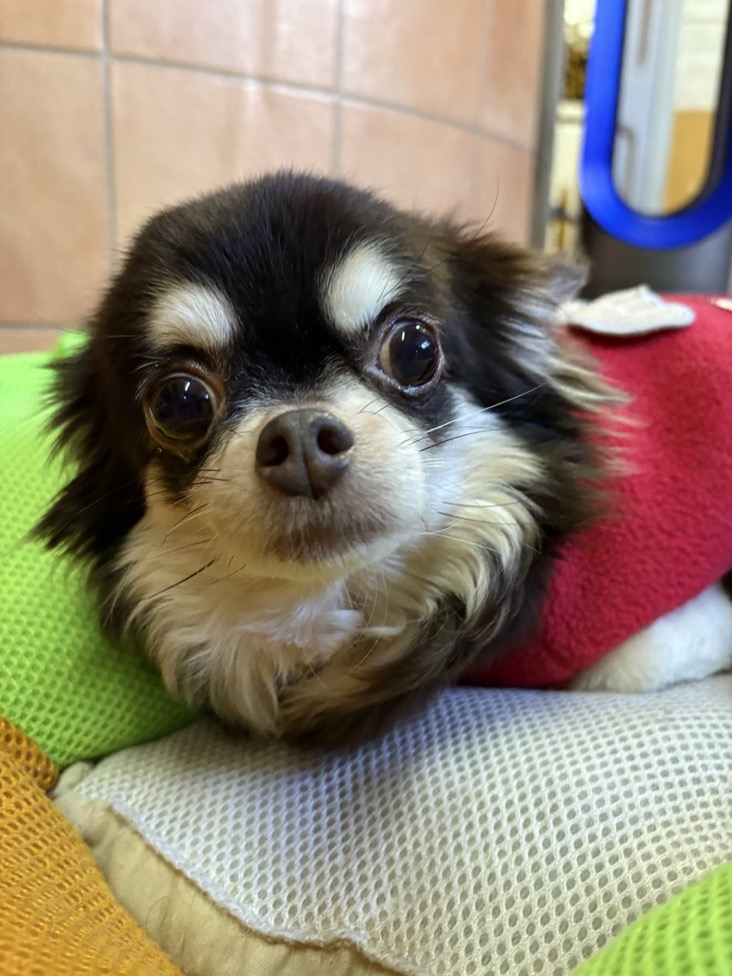 🐾里親様募集中🐾ロングコートチワワのミテルちゃん💕2025,12,22【保護犬カフェ天神橋店】