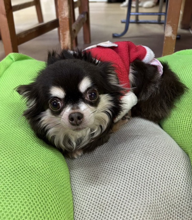 🐾里親様募集中🐾ロングコートチワワのミテルちゃん💕2025,12,22【保護犬カフェ天神橋店】
