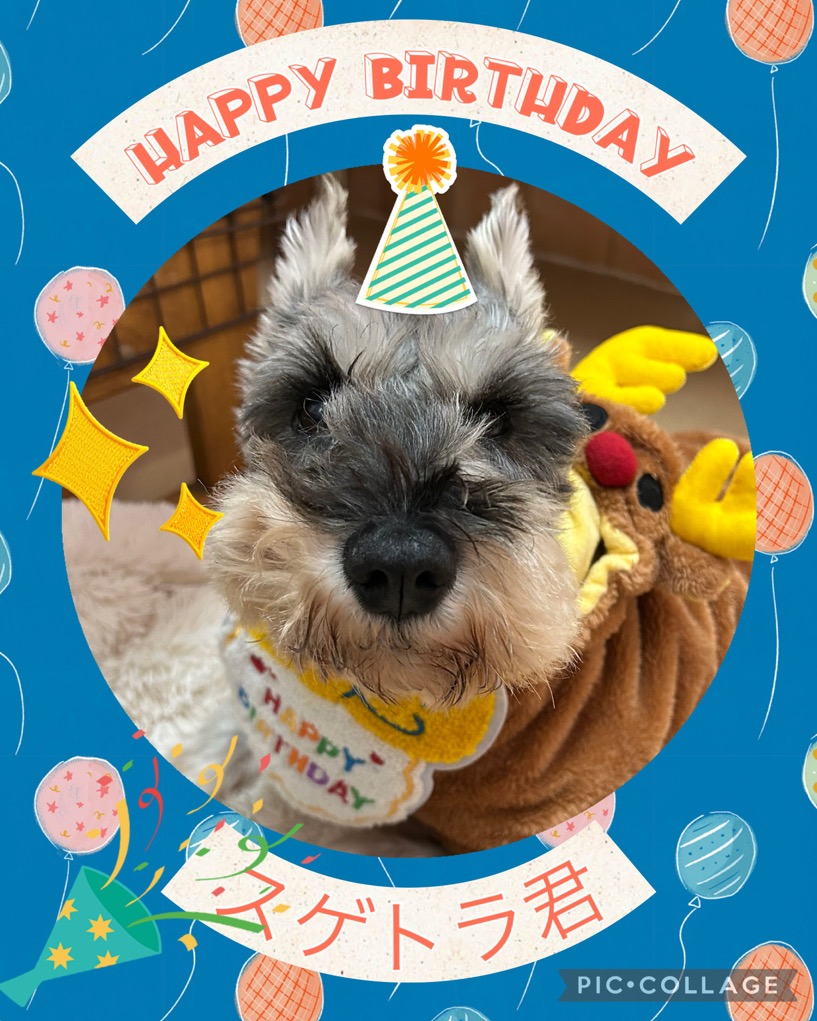 🐾里親様募集中🐾ミニチュアシュナウザーのスゲトラ君💕2025,12,20【保護犬カフェ天神橋店】