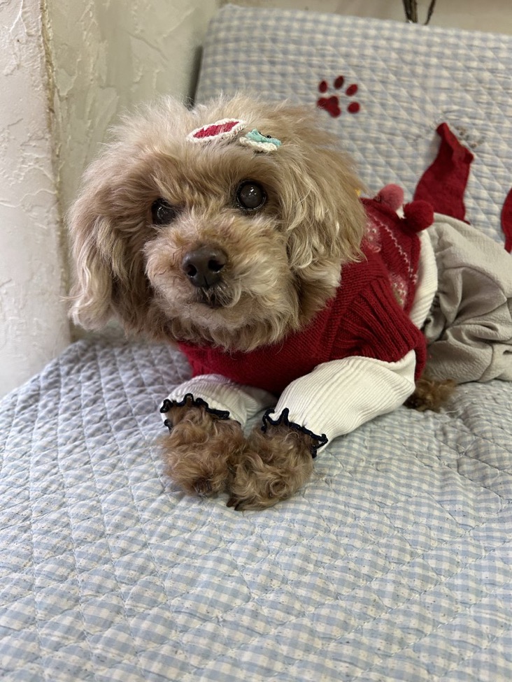 ✨シンデレラワンコ🐶トイプードルのジマイマ→ゆきみちゃん💕2025,12,26【保護犬カフェ天神橋店】