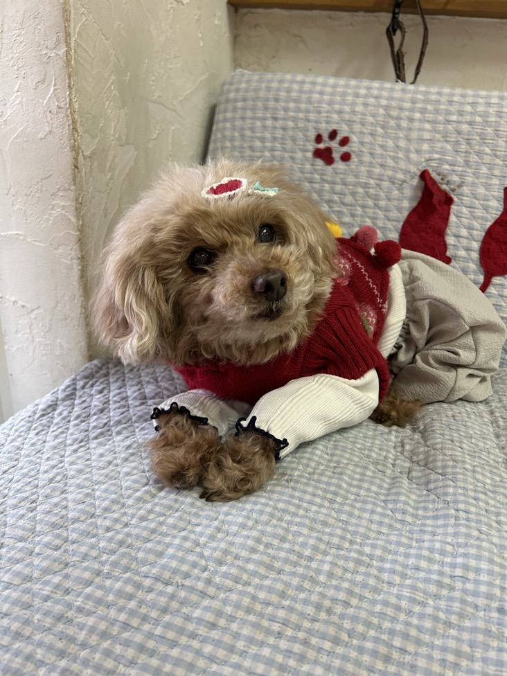 ✨シンデレラワンコ🐶トイプードルのジマイマ→ゆきみちゃん💕2025,12,26【保護犬カフェ天神橋店】