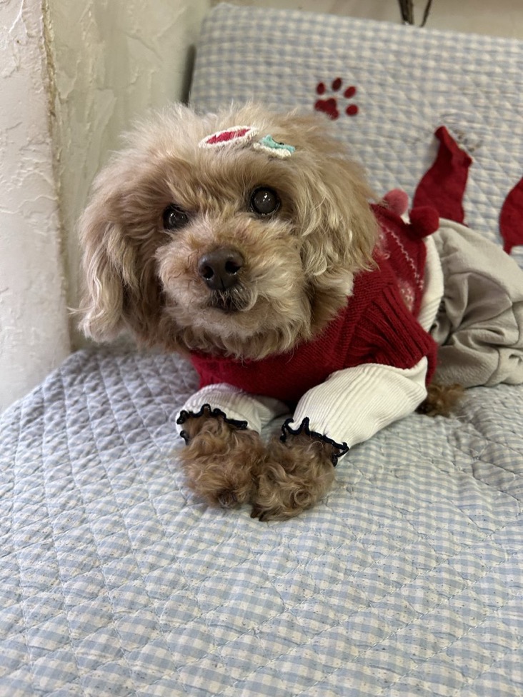 ✨シンデレラワンコ🐶トイプードルのジマイマ→ゆきみちゃん💕2025,12,26【保護犬カフェ天神橋店】