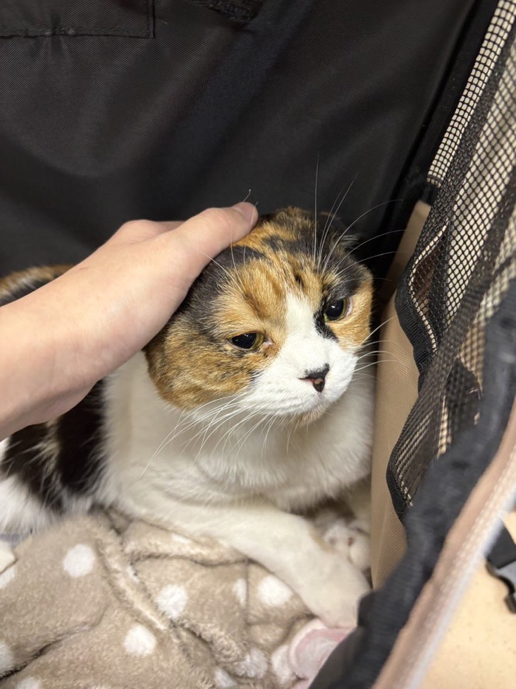 ✨シンデレラニャンコ😺スコティッシュフォールドのこのはちゃん💕2025,12,26【保護犬カフェ天神橋店】