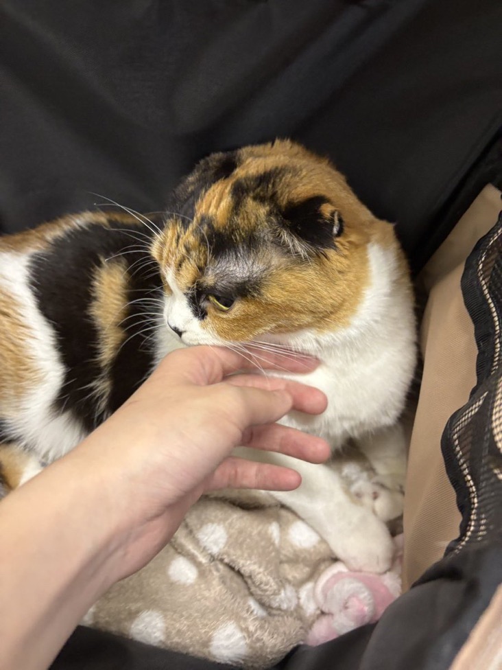 ✨シンデレラニャンコ😺スコティッシュフォールドのこのはちゃん💕2025,12,26【保護犬カフェ天神橋店】