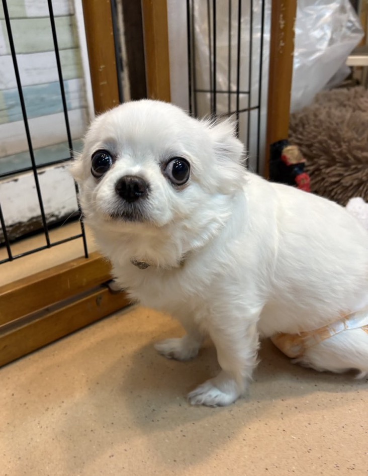 ✨シンデレラワンコ🐶ロングコートチワワのスノッチちゃん💕2025,12,26【保護犬カフェ天神橋店】