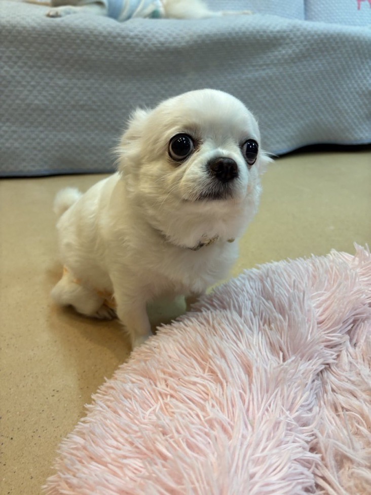 ✨シンデレラワンコ🐶ロングコートチワワのスノッチちゃん💕2025,12,26【保護犬カフェ天神橋店】