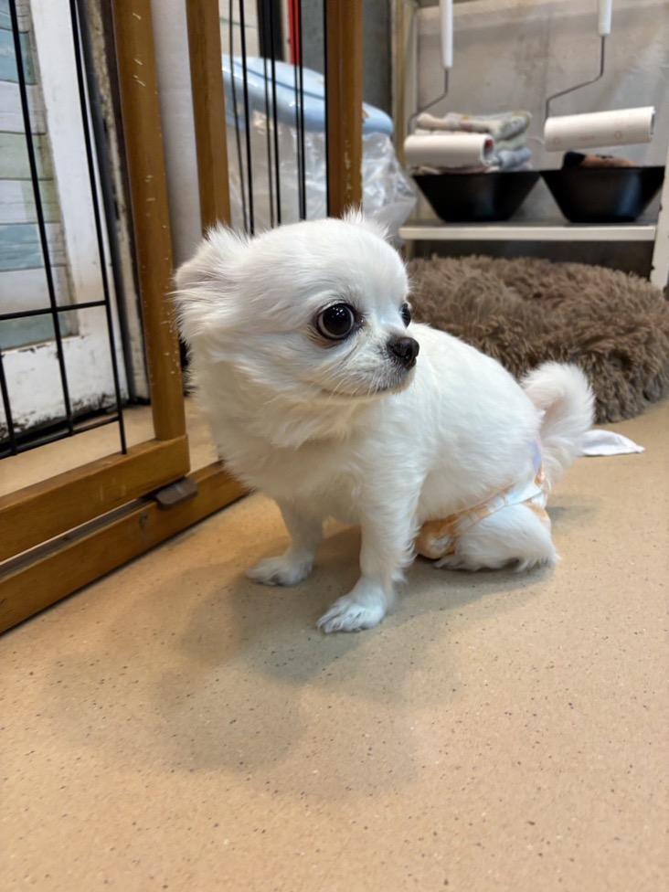 ✨シンデレラワンコ🐶ロングコートチワワのスノッチちゃん💕2025,12,26【保護犬カフェ天神橋店】