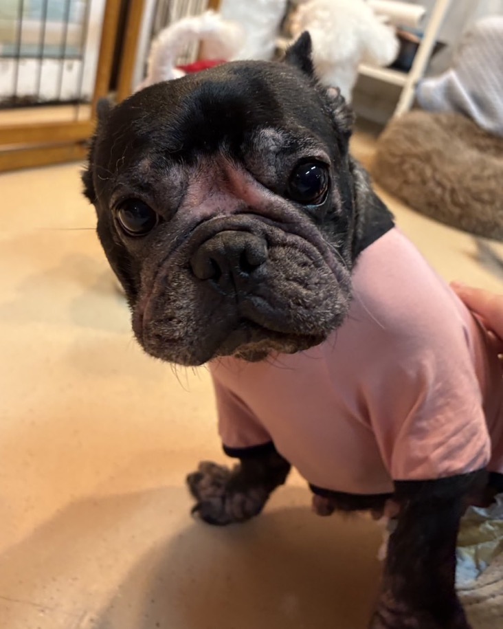 ✨シンデレラワンコ🐶フレンチブルドッグのチェロミちゃん💕2025,12,26【保護犬カフェ天神橋店】