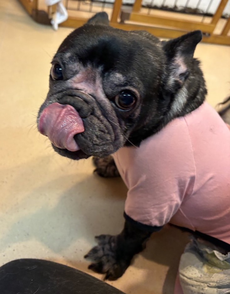 ✨シンデレラワンコ🐶フレンチブルドッグのチェロミちゃん💕2025,12,26【保護犬カフェ天神橋店】