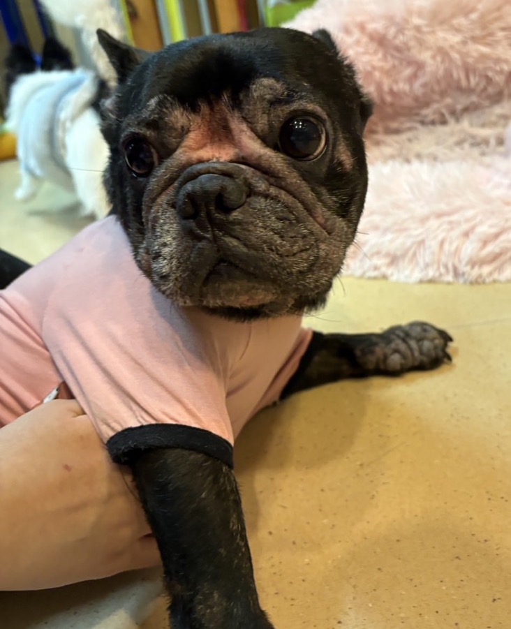 ✨シンデレラワンコ🐶フレンチブルドッグのチェロミちゃん💕2025,12,26【保護犬カフェ天神橋店】