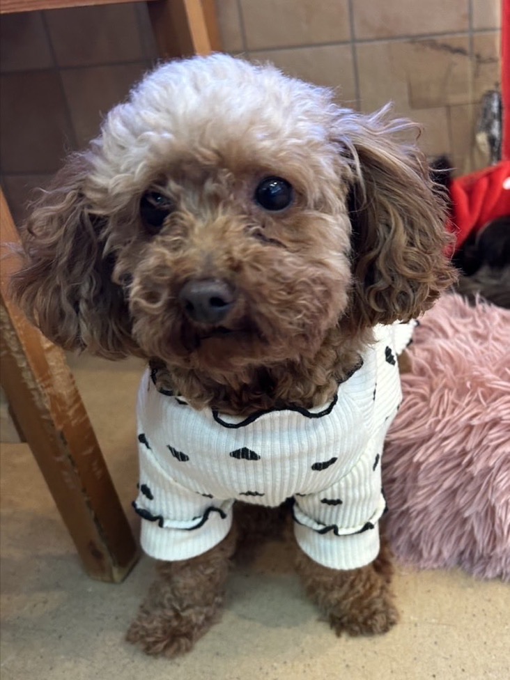 ✨シンデレラワンコワンコ🐶トイプードルのリザールちゃん💕2025,12,27【保護犬カフェ天神橋店】