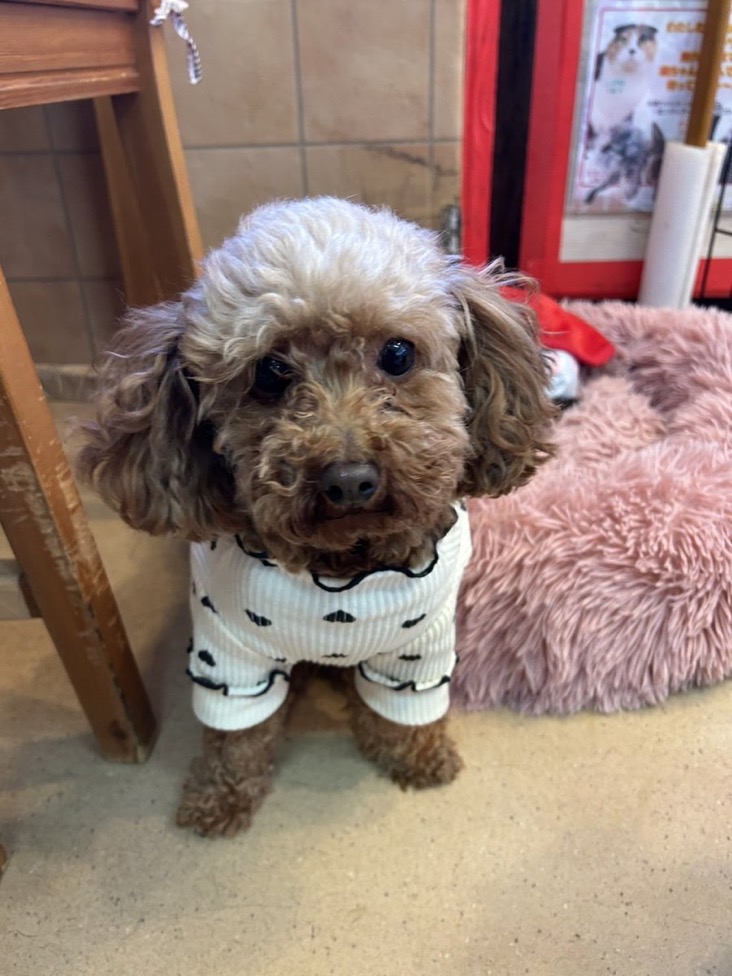 ✨シンデレラワンコワンコ🐶トイプードルのリザールちゃん💕2025,12,27【保護犬カフェ天神橋店】