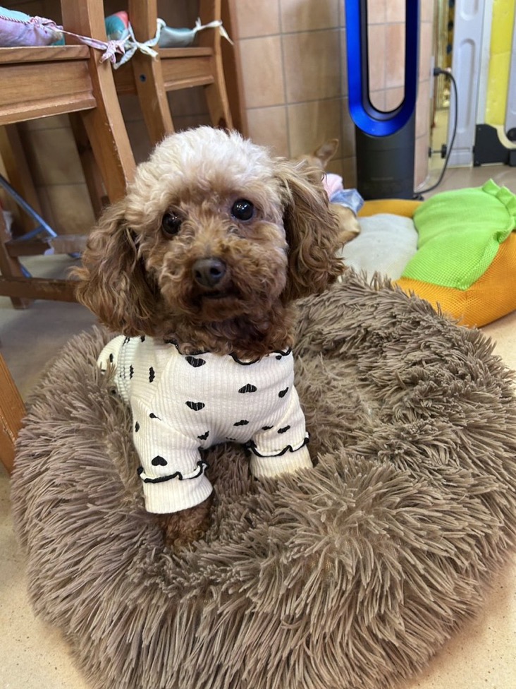 ✨シンデレラワンコワンコ🐶トイプードルのリザールちゃん💕2025,12,27【保護犬カフェ天神橋店】