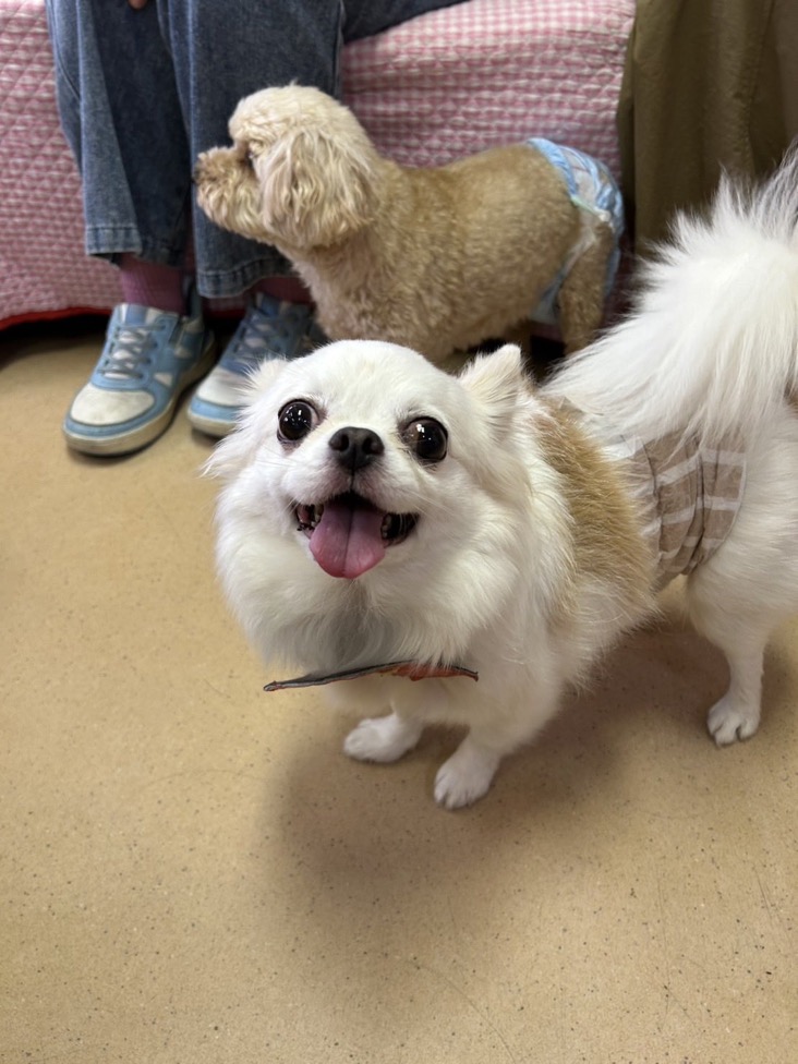 ✨シンデレラワンコ🐶ロングコートチワワのグーシン→グーシー君💕2025,12,27【保護犬カフェ天神橋店】