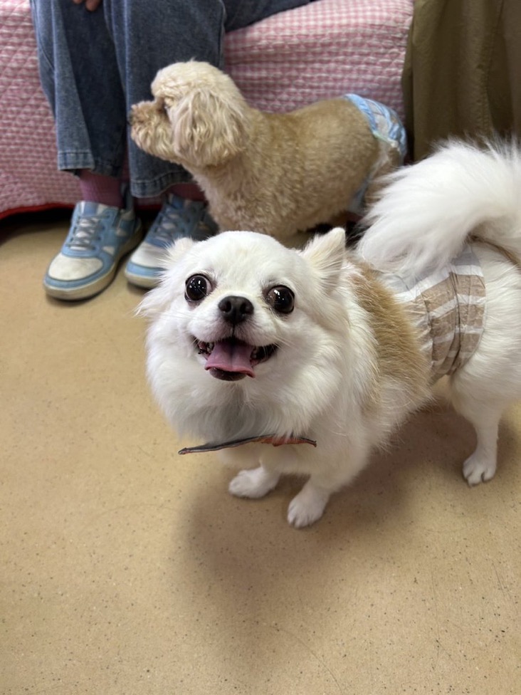 ✨シンデレラワンコ🐶ロングコートチワワのグーシン→グーシー君💕2025,12,27【保護犬カフェ天神橋店】