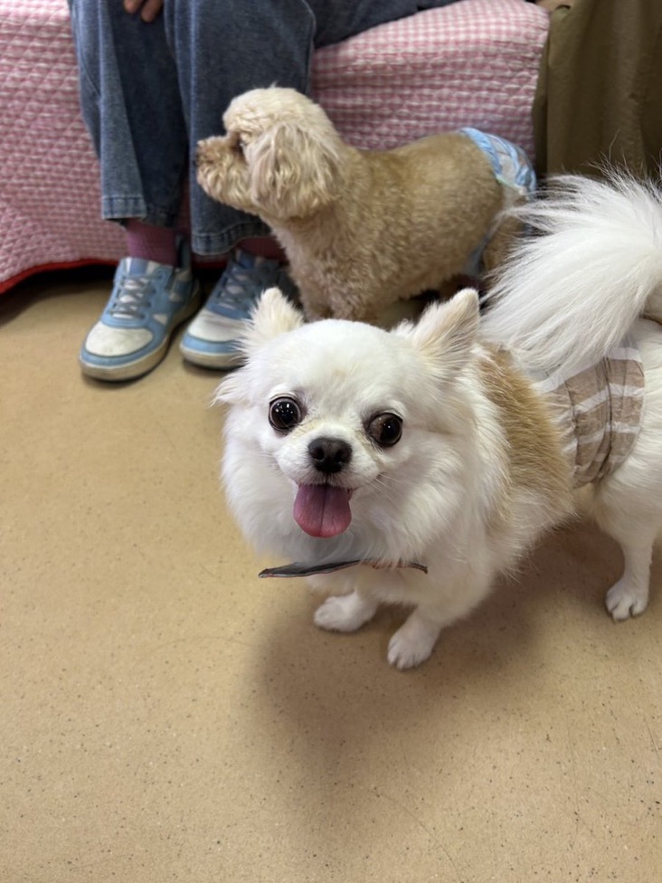 ✨シンデレラワンコ🐶ロングコートチワワのグーシン→グーシー君💕2025,12,27【保護犬カフェ天神橋店】