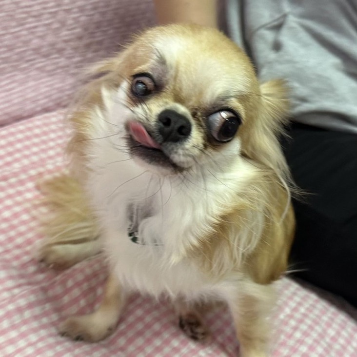 ✨シンデレラワンコ🐶ロングコートチワワのたごさく→ひでよし君💕2025,12,27【保護犬カフェ天神橋店】