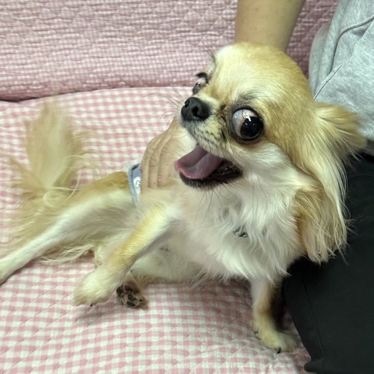 ✨シンデレラワンコ🐶ロングコートチワワのたごさく→ひでよし君💕2025,12,27【保護犬カフェ天神橋店】