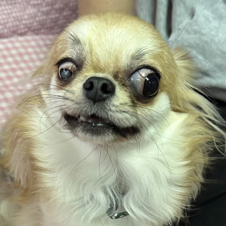 ✨シンデレラワンコ🐶ロングコートチワワのたごさく→ひでよし君💕2025,12,27【保護犬カフェ天神橋店】